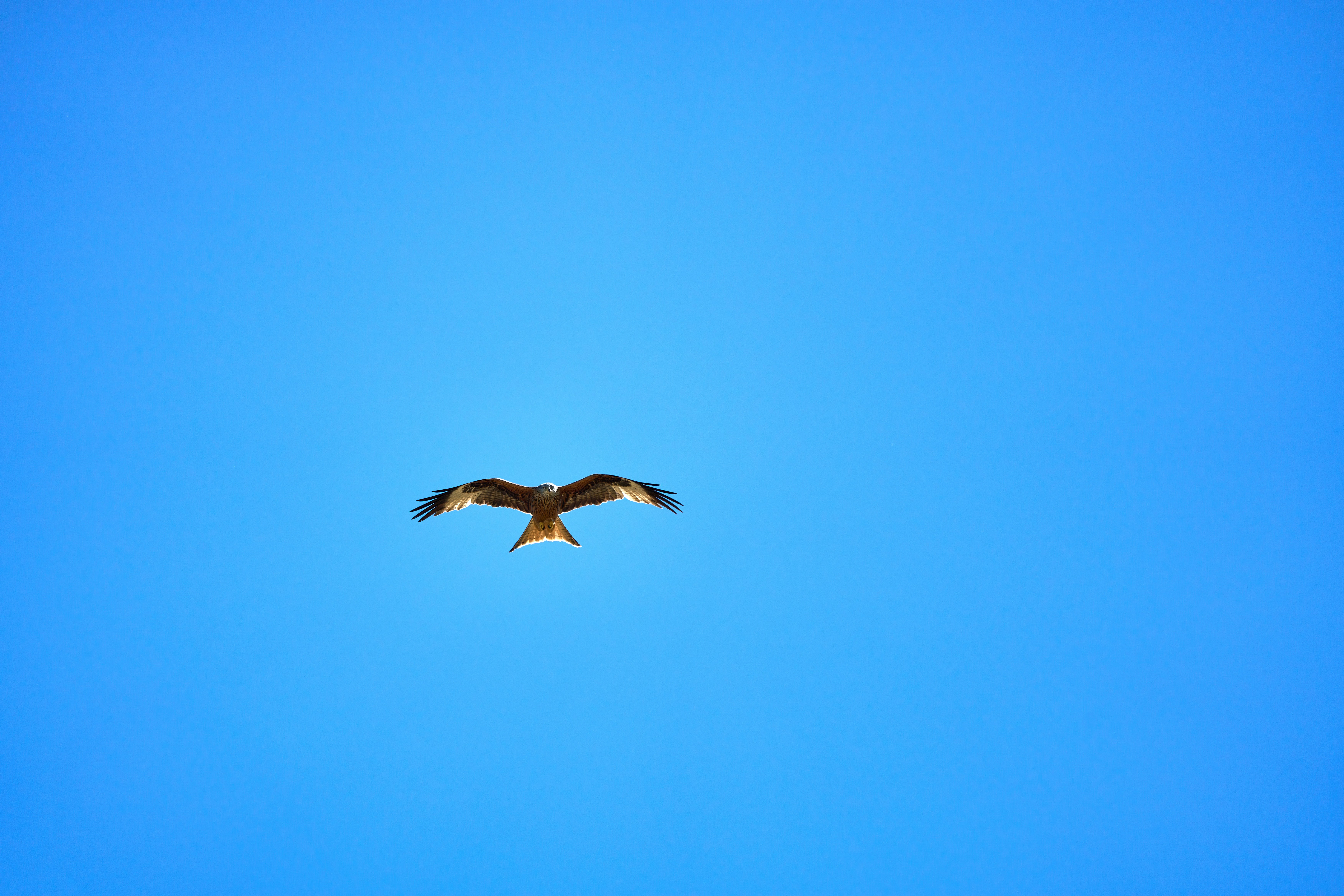 Photo by wolfgang_hasselmann