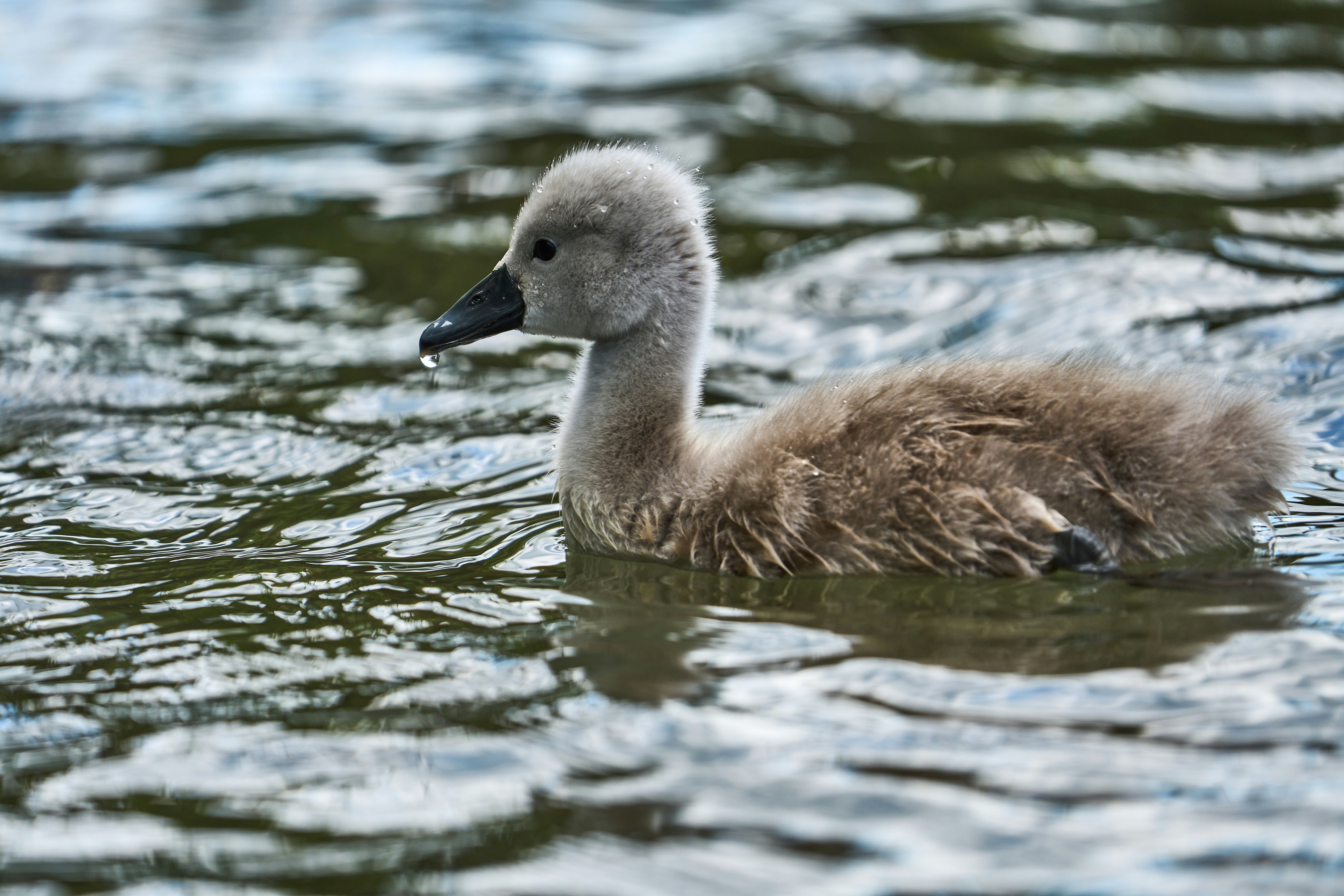 Photo by wolfgang_hasselmann