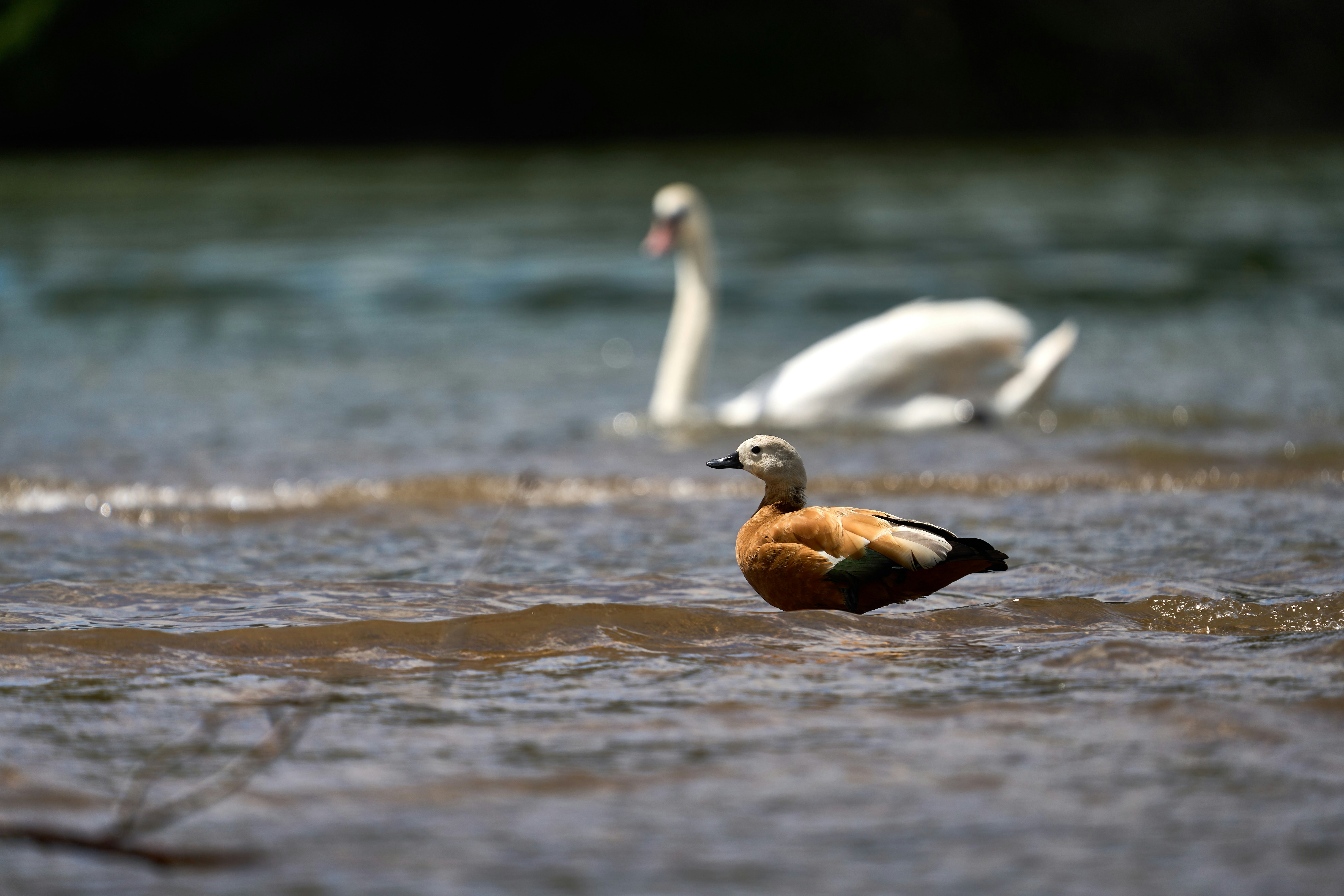 Photo by wolfgang_hasselmann