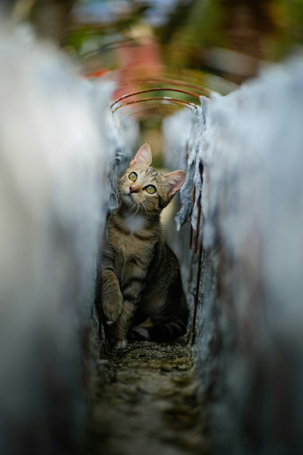 a cat climbing a tree