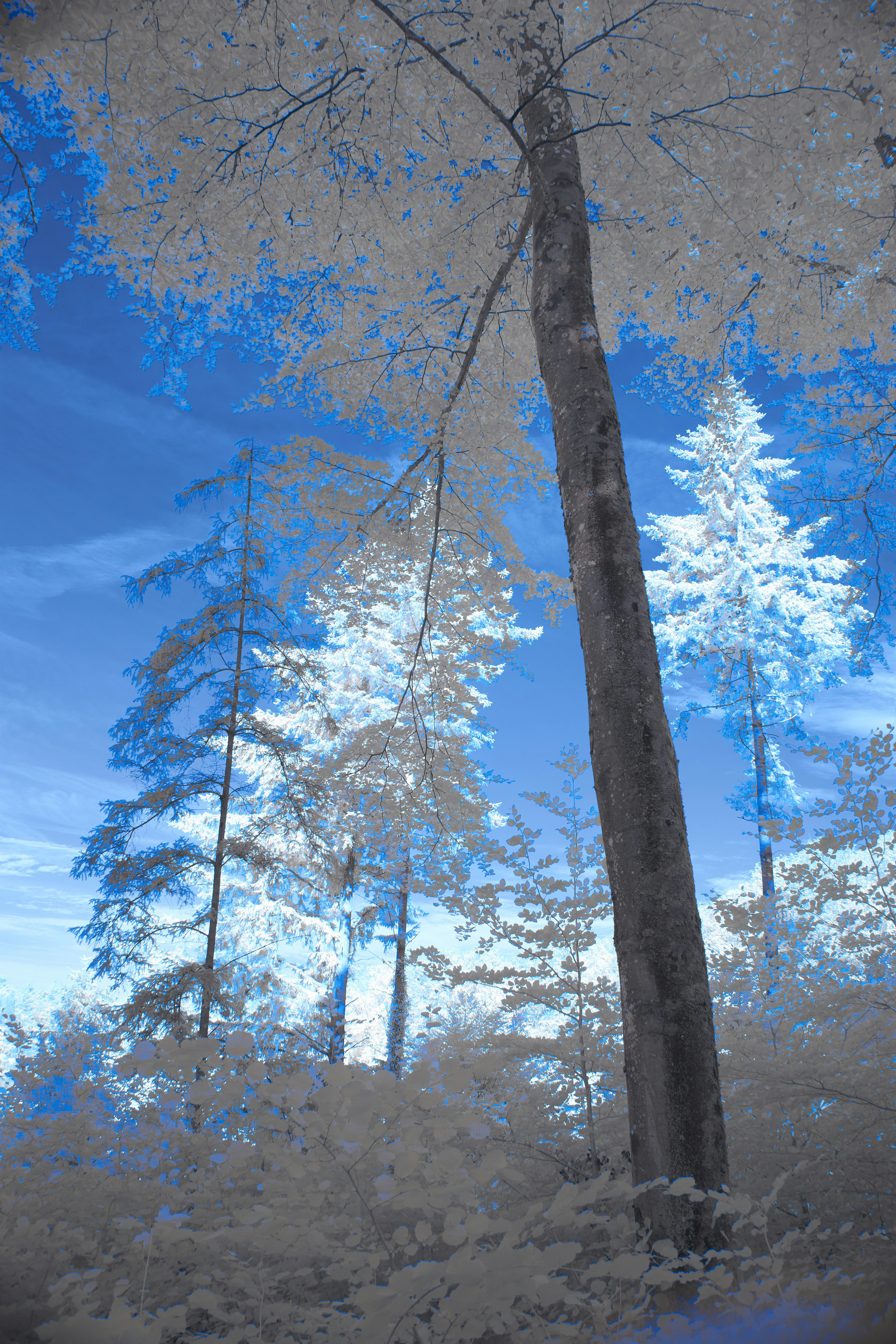 Photo by wolfgang_hasselmann