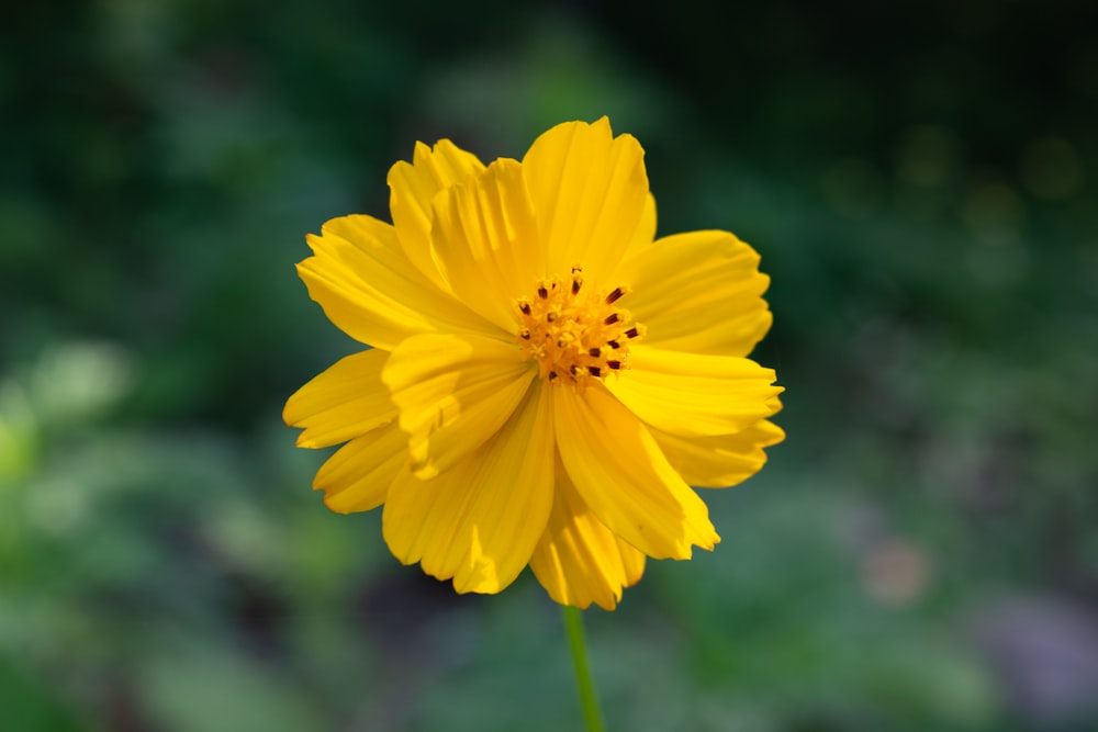 a yellow flower with a green stem