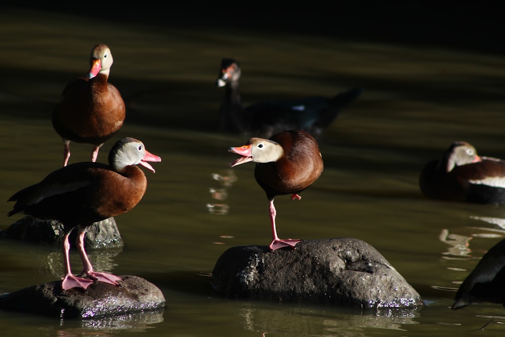 a group of ducks on rocks in water