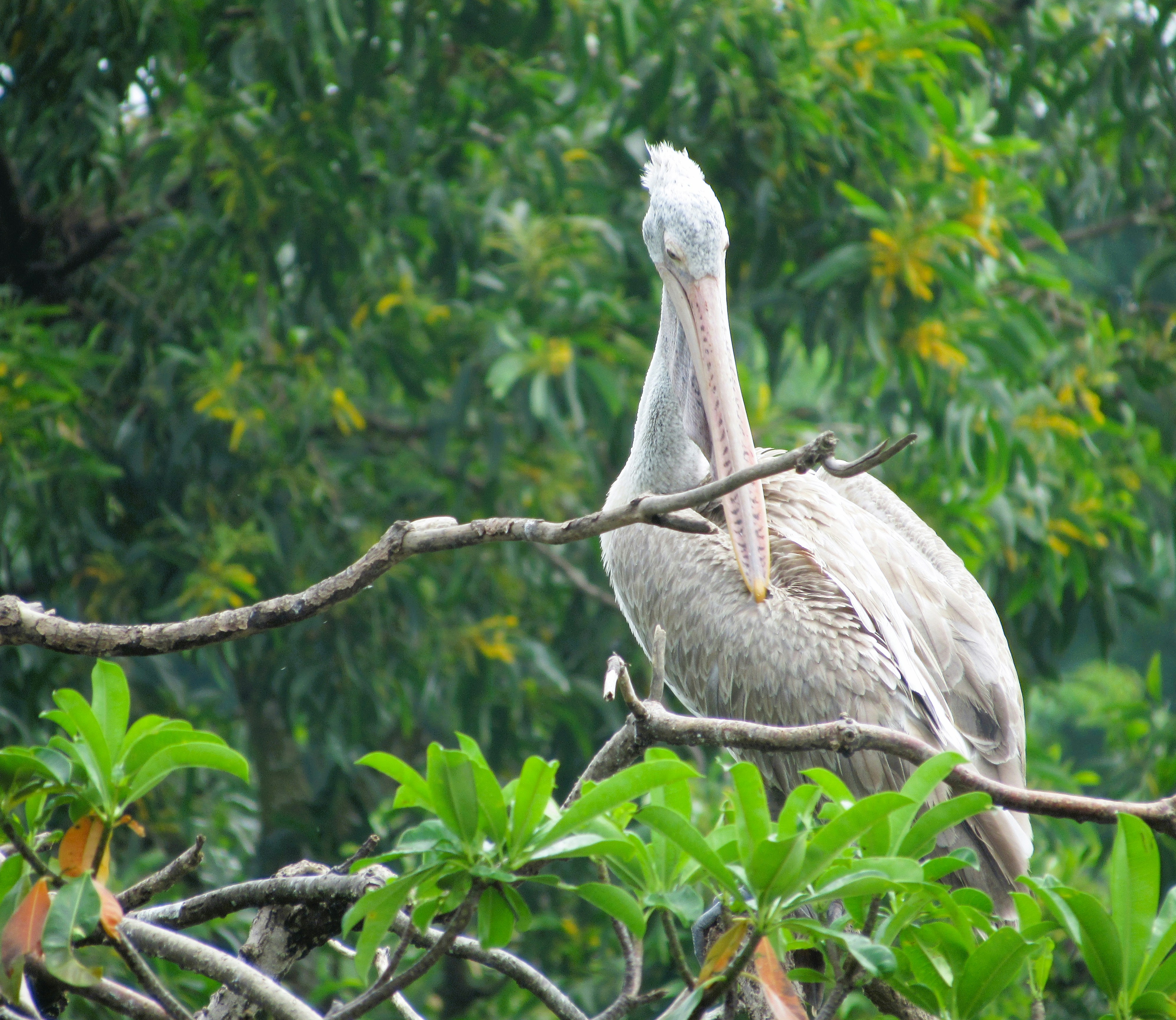 Photo by manoriekodi