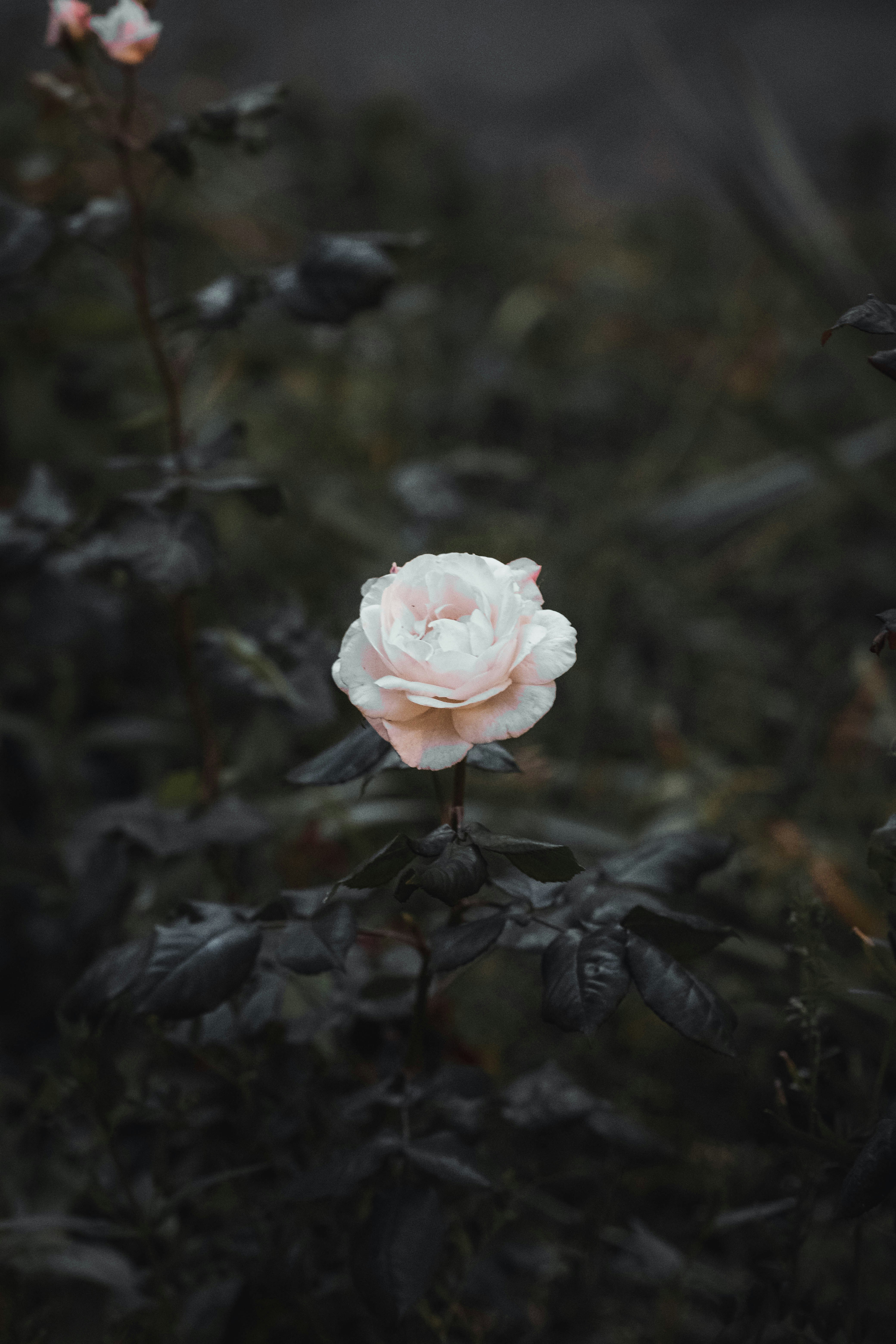 a pink flower on a branch