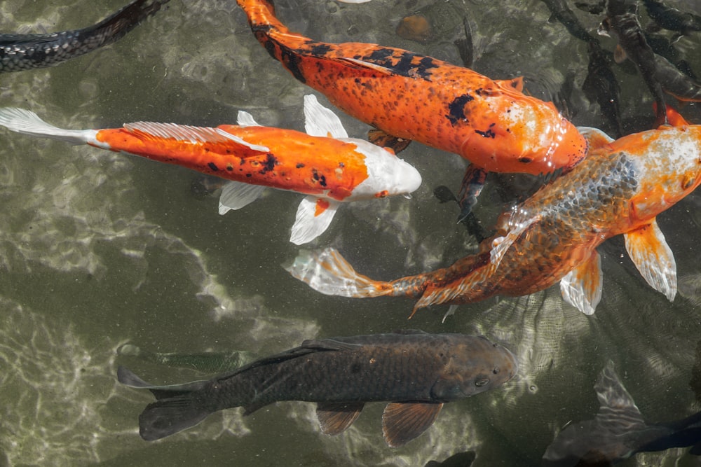 a group of fish swimming in water