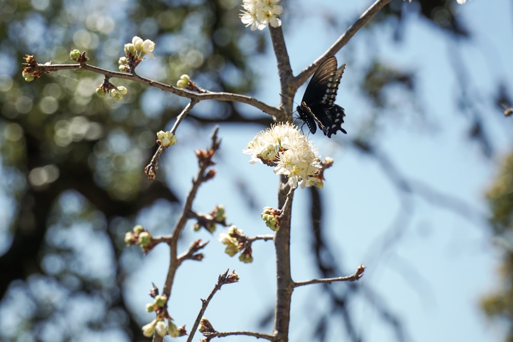 a butterfly on a flower