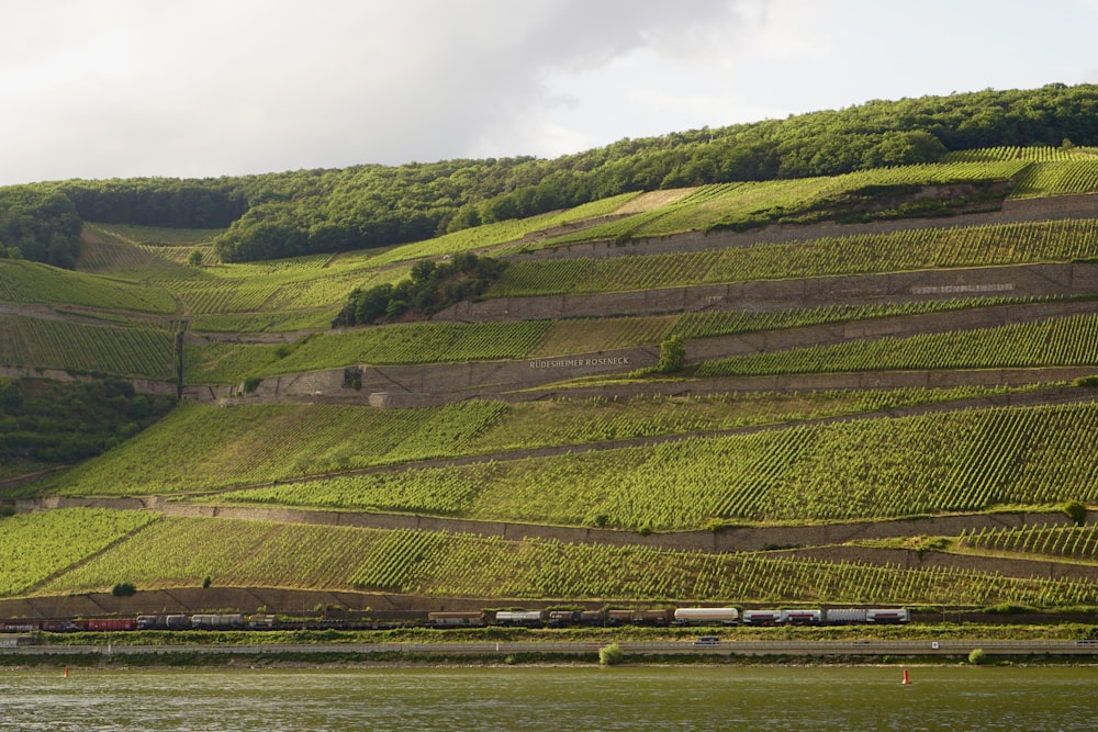 a large green field