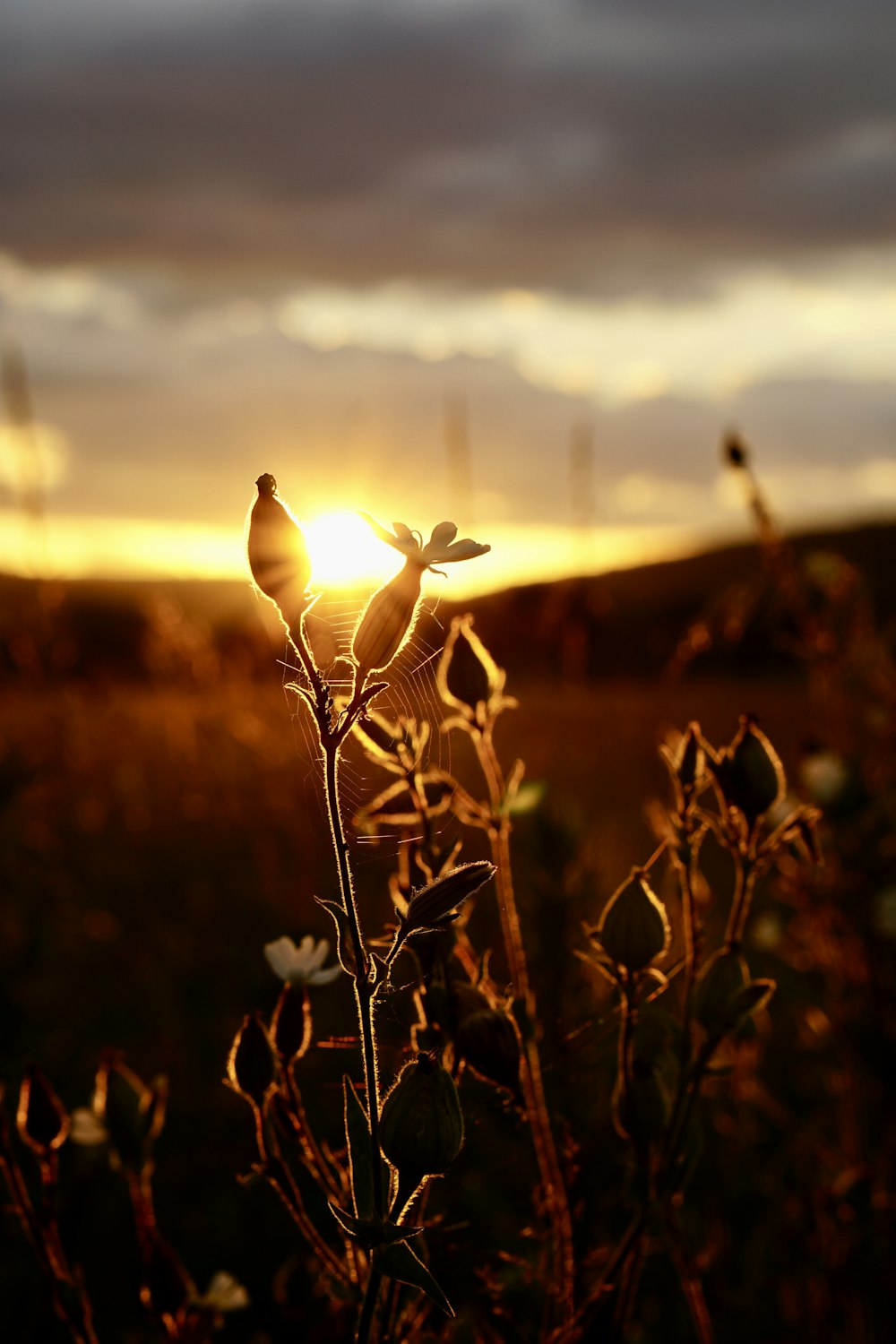 a field of plants with the sun in the background
