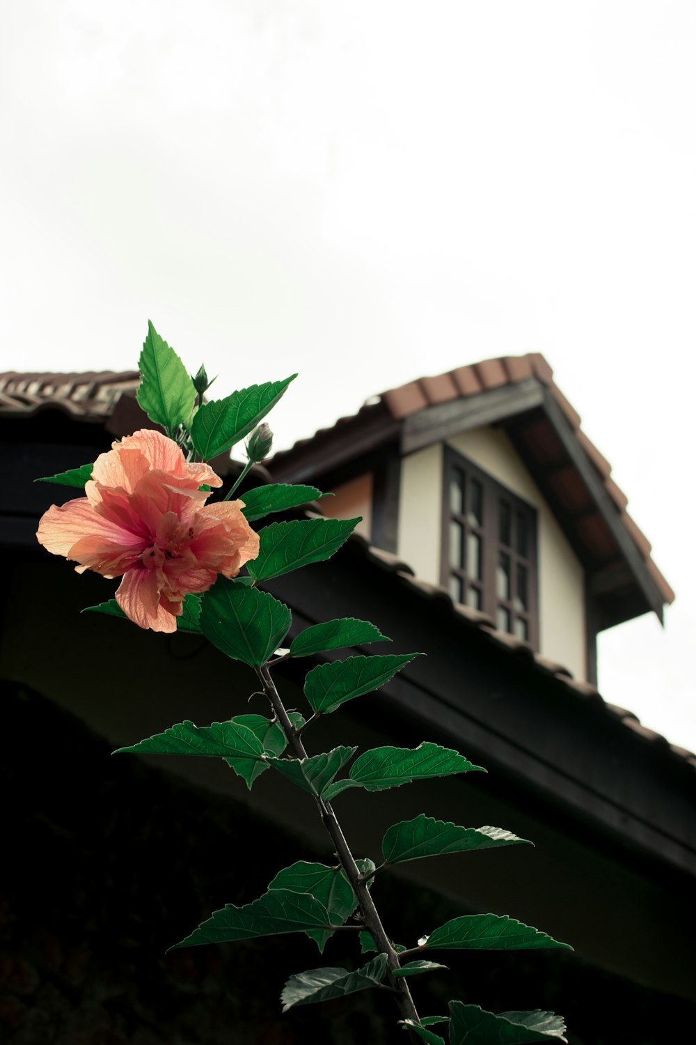 a pink flower on a plant