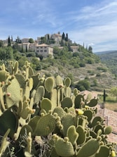 Sunny skies over terracotta rooftops and olive-green cacti in Parras.