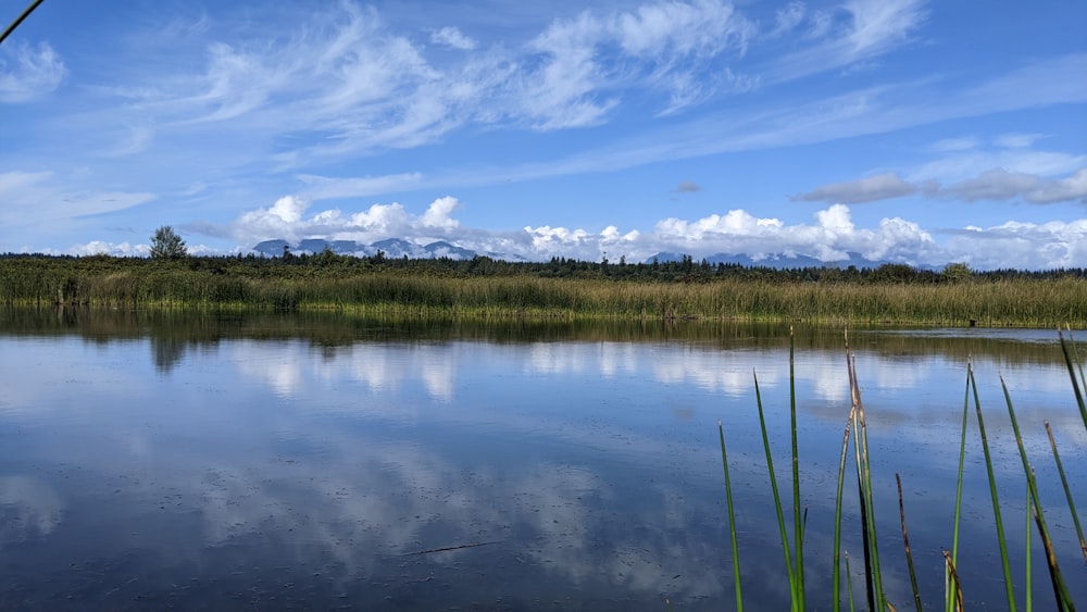 a body of water with grass and trees around it