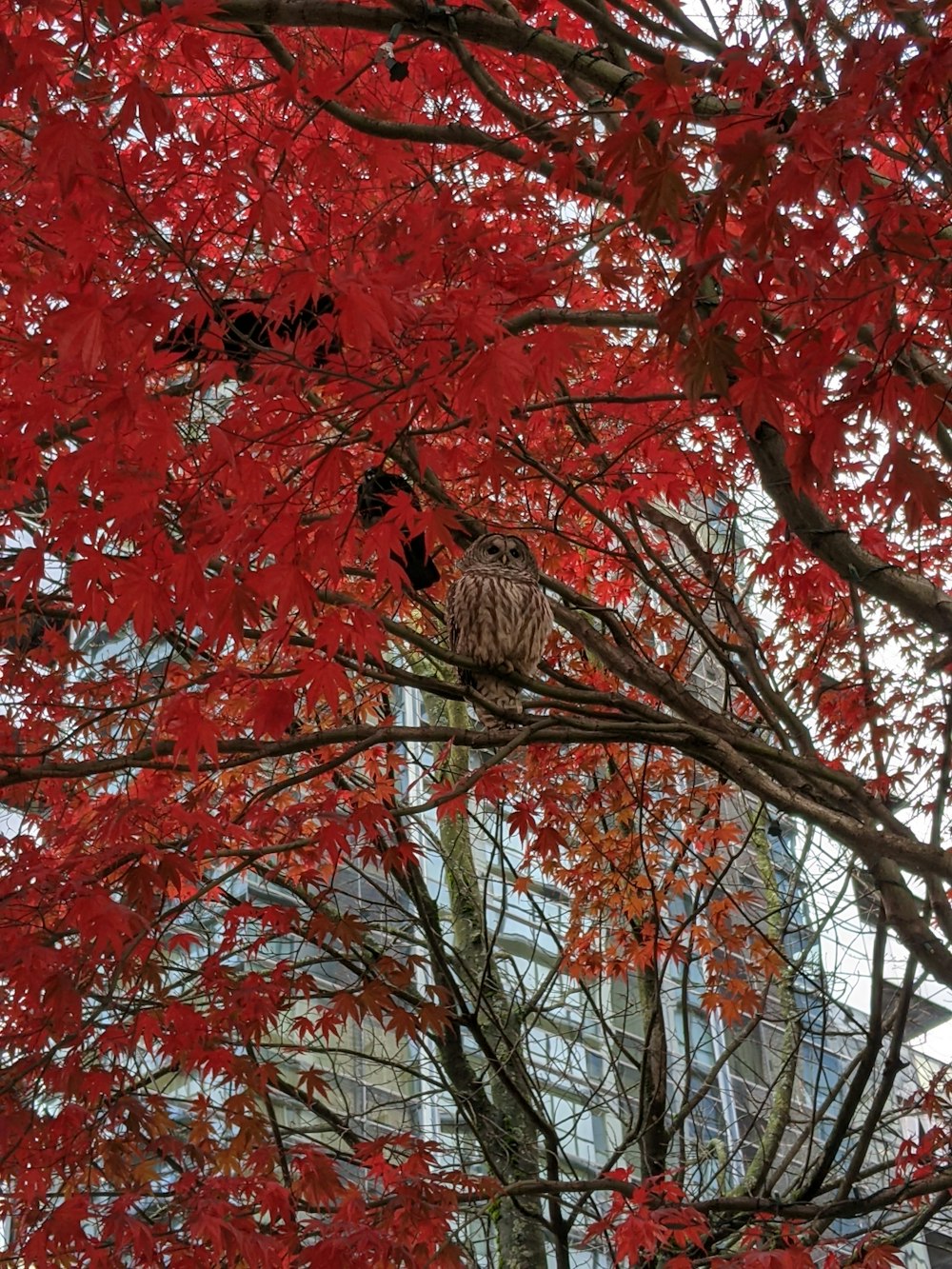 a bird sitting on a tree