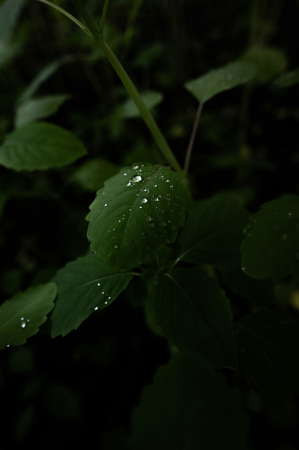 a close up of a leaf