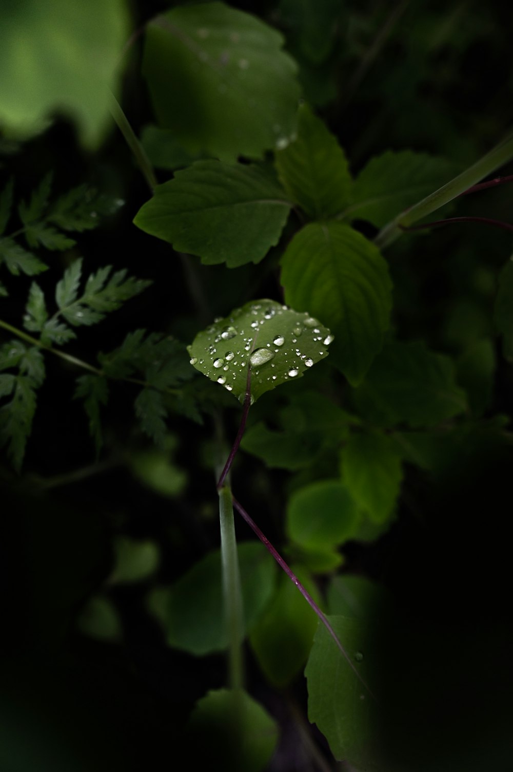 a close up of a leaf