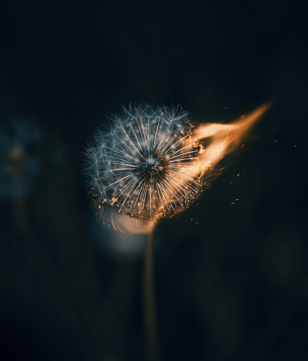 a dandelion flower with a dark background