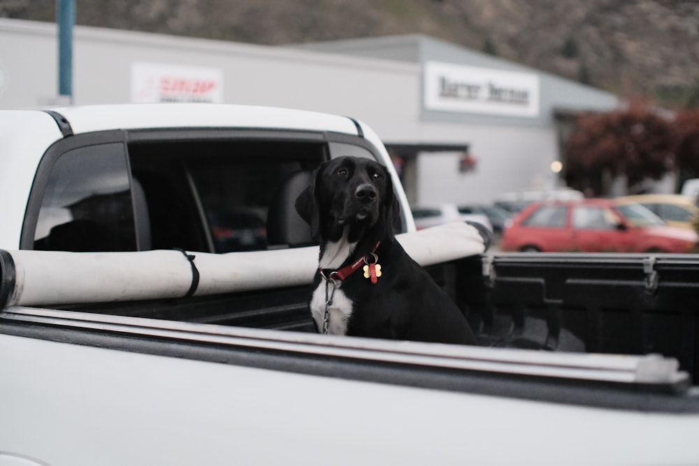 a dog sitting in the driver's seat of a car