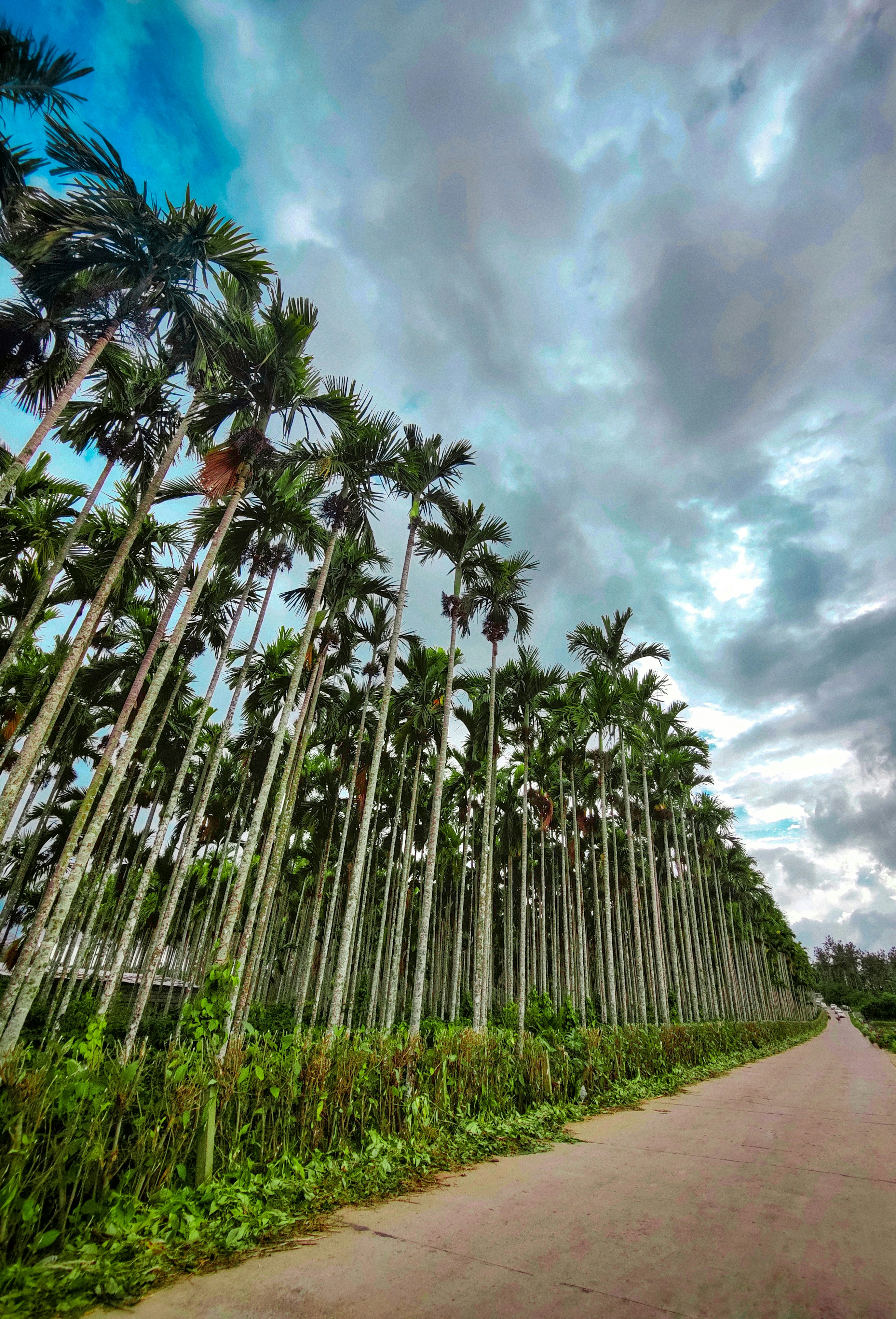 a road with palm trees on either side of it