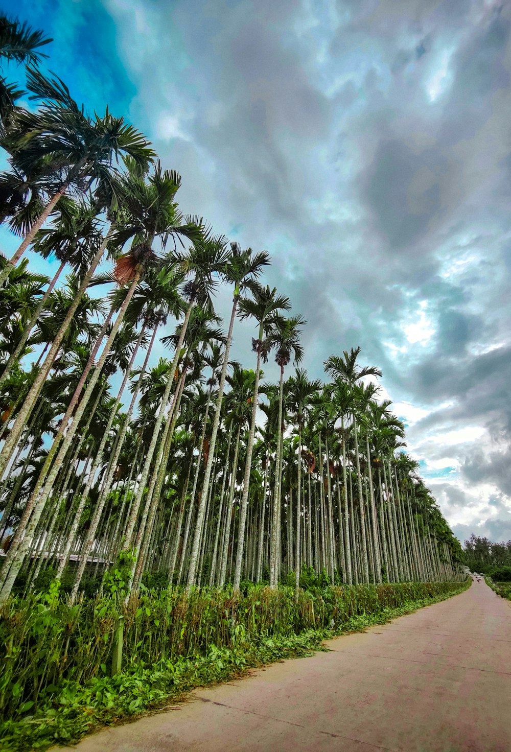 a road with palm trees on either side of it