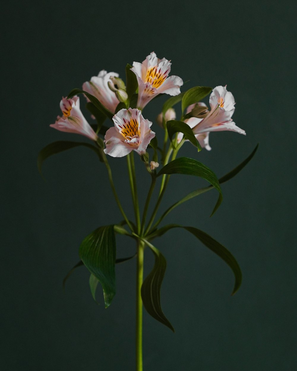 a close-up of some flowers