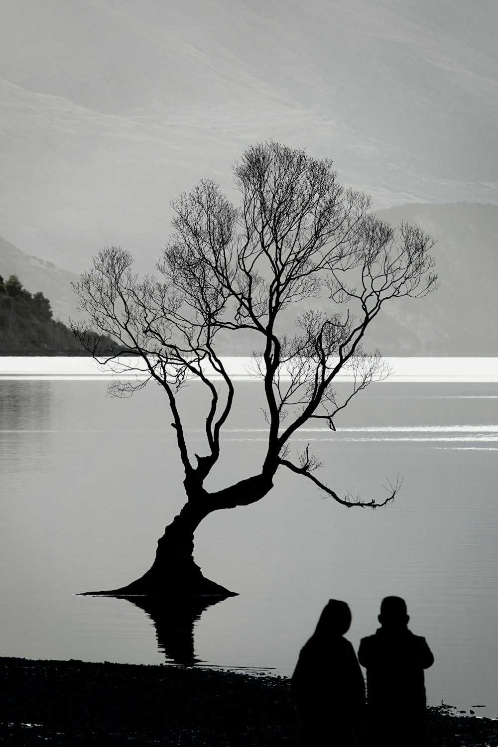 a tree in the water