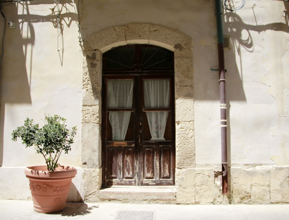 a potted plant in front of a window