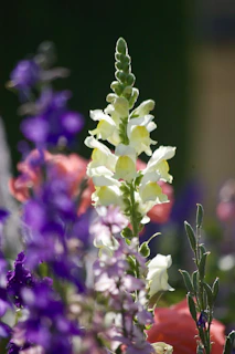 A close-up of a blooming snapdragon flower surrounded by vibrant, colorful foliage with a mix of purple, light pink, and red flowers in the background, set against a blurred dark green backdrop.