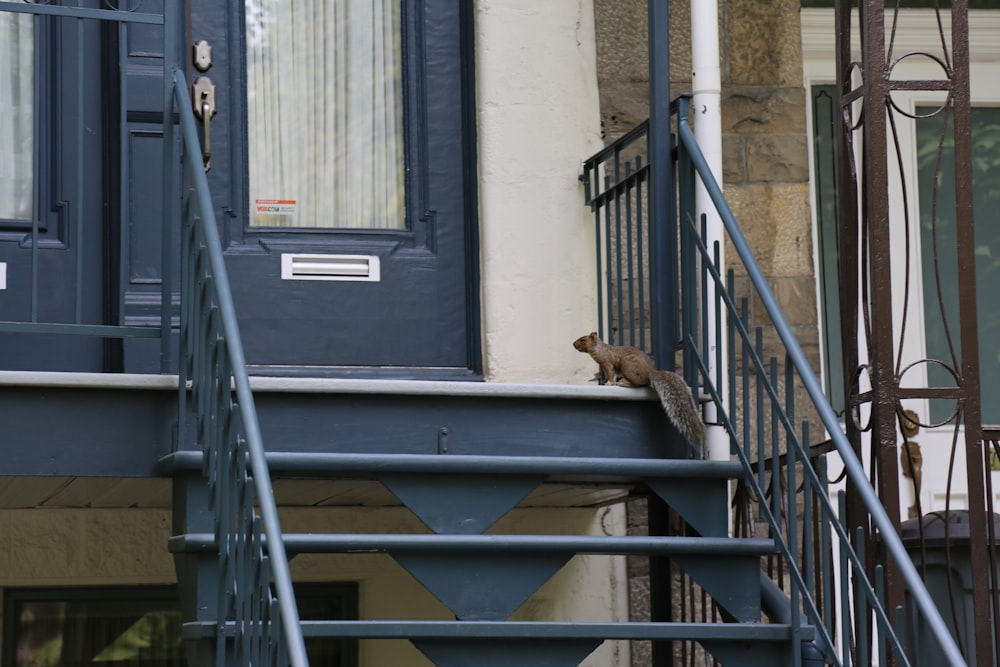 un écureuil sur une balustrade