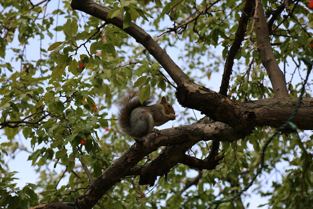 Un écureuil dans un arbre