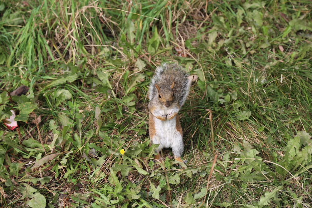 Un écureuil dans l’herbe