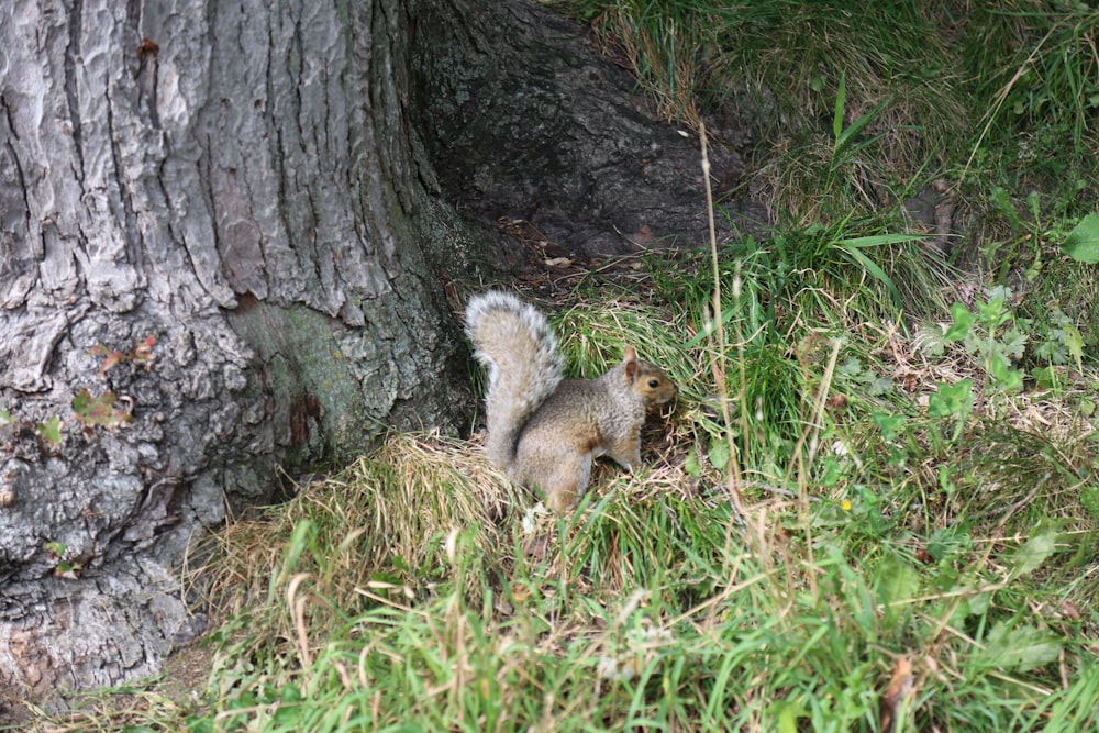 un écureuil debout sur l’herbe près d’un arbre