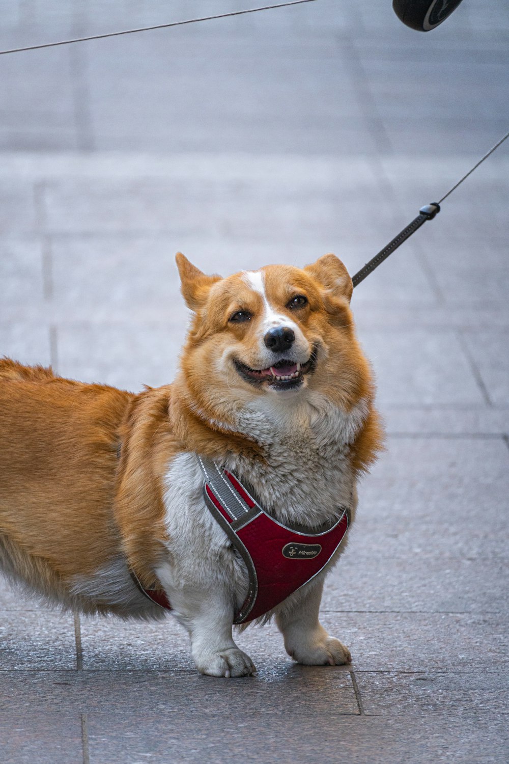 a dog wearing a harness