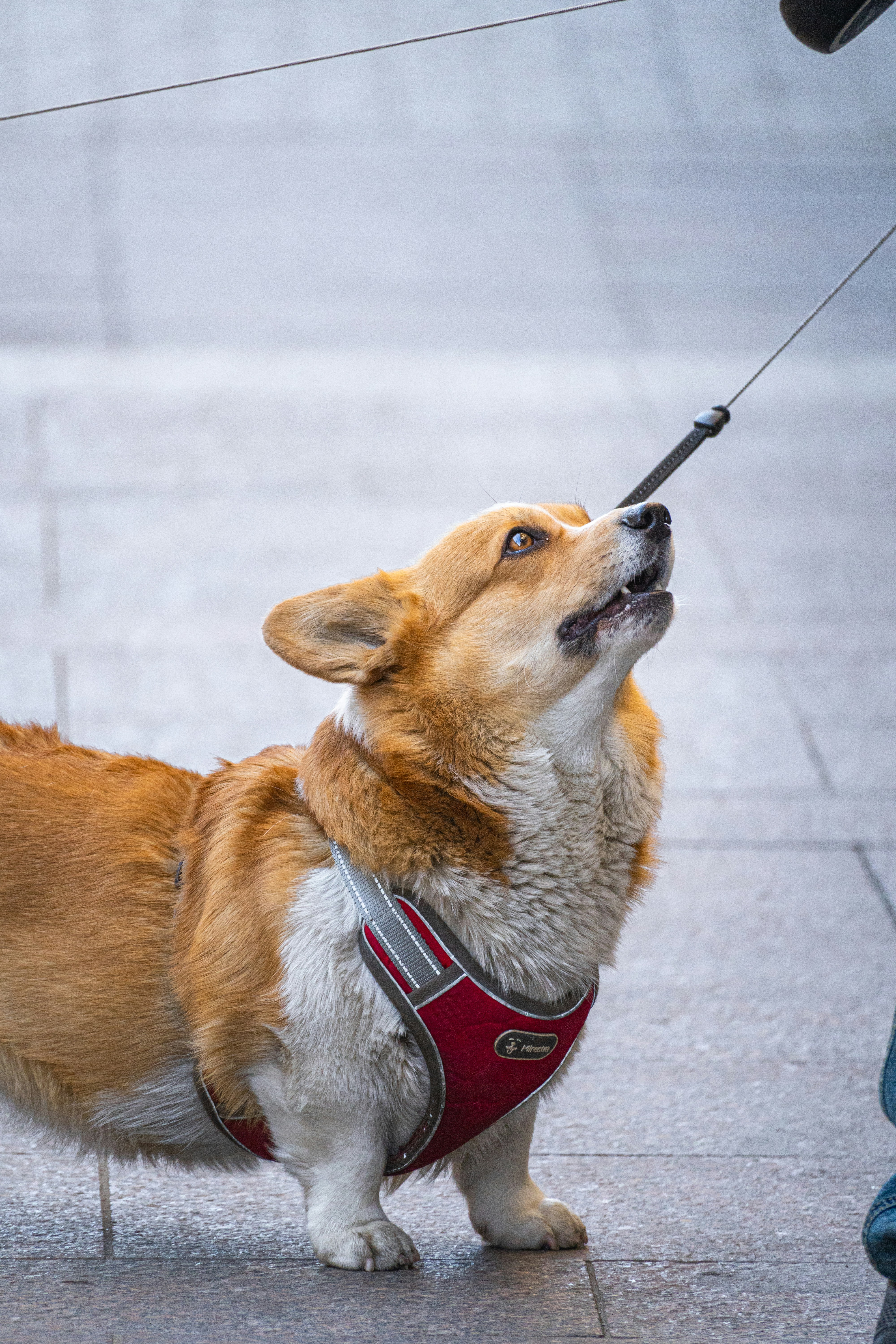 14 Hearing Changes That Impact Stop Dog Barking