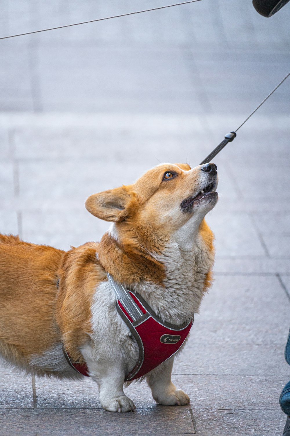 a dog on a leash