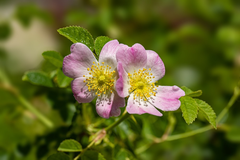 un groupe de fleurs