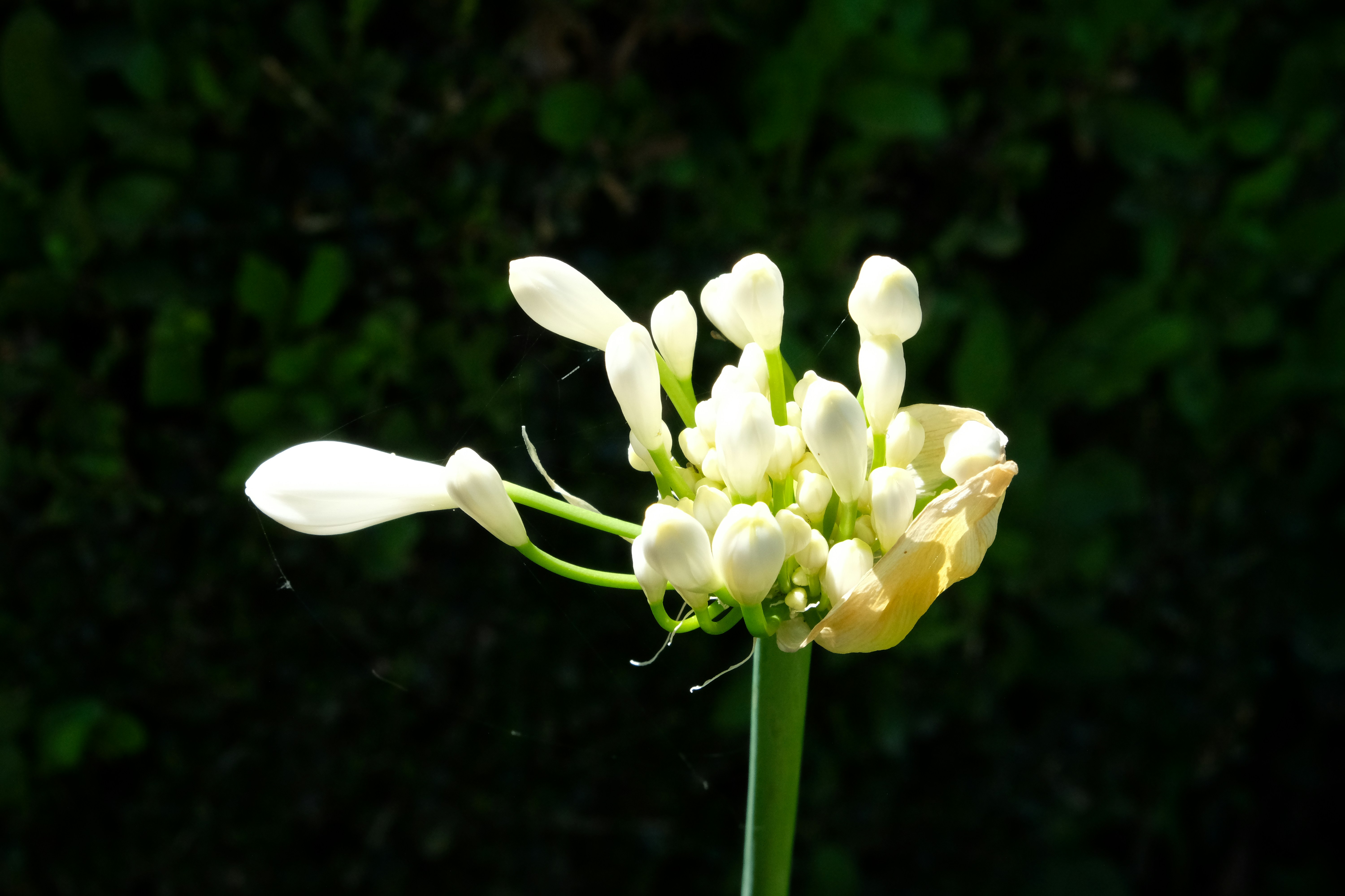 Photo by jay_kettle_williams