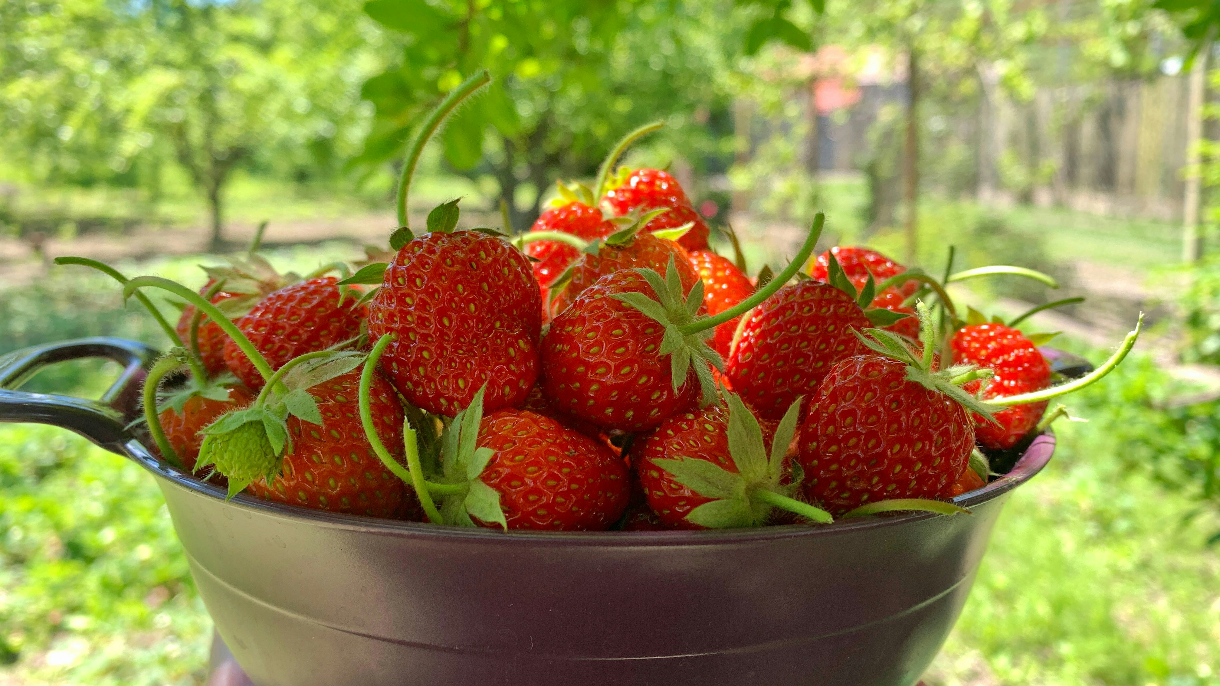 a bowl of strawberries