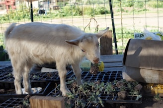A small goat is standing on a table covered with seedling trays. The goat appears to be nibbling on a plant. The setting seems to be outdoors with a wire fence in the background, indicative of a farm or garden environment. A cardboard box is nearby, housing gardening supplies.