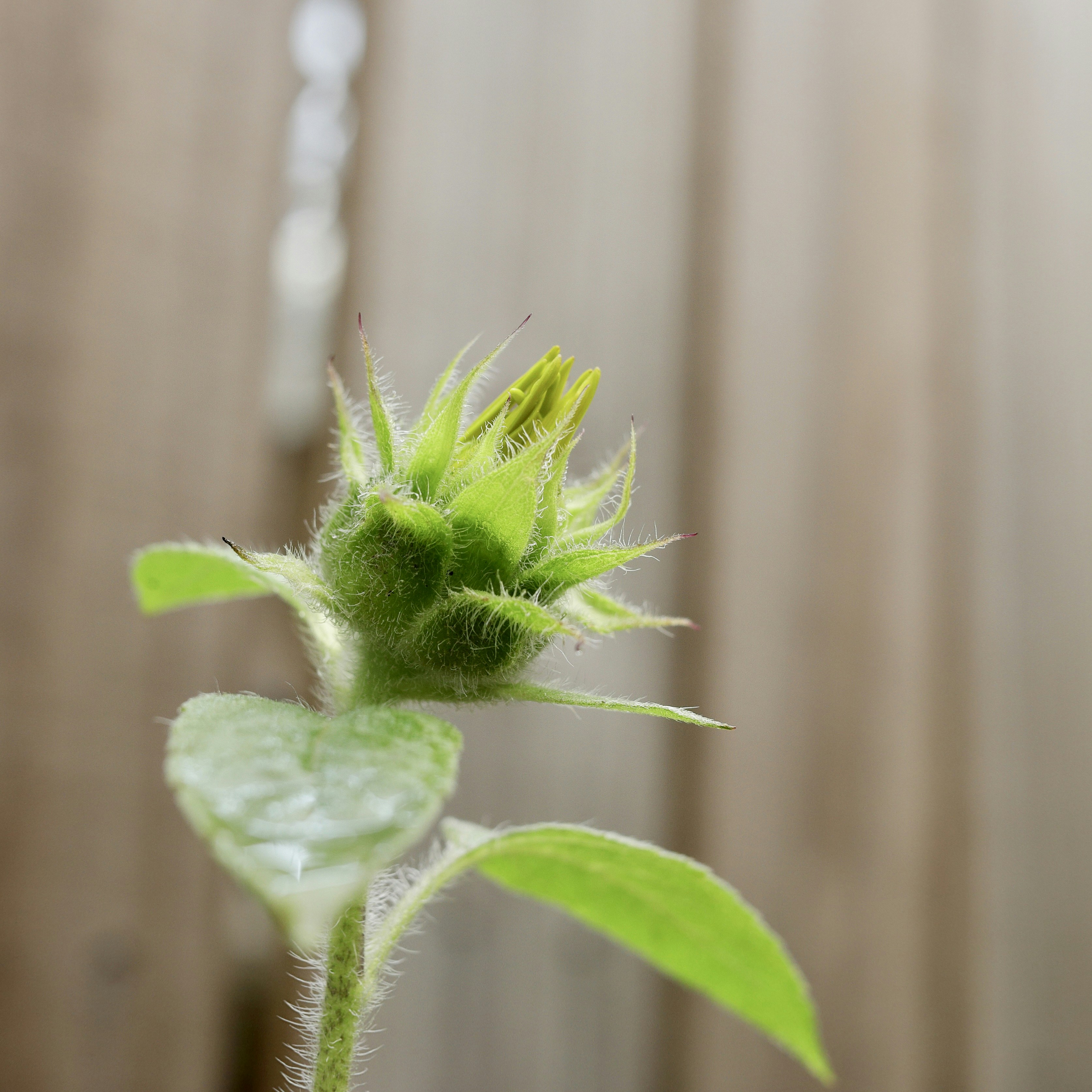 a close up of a flower