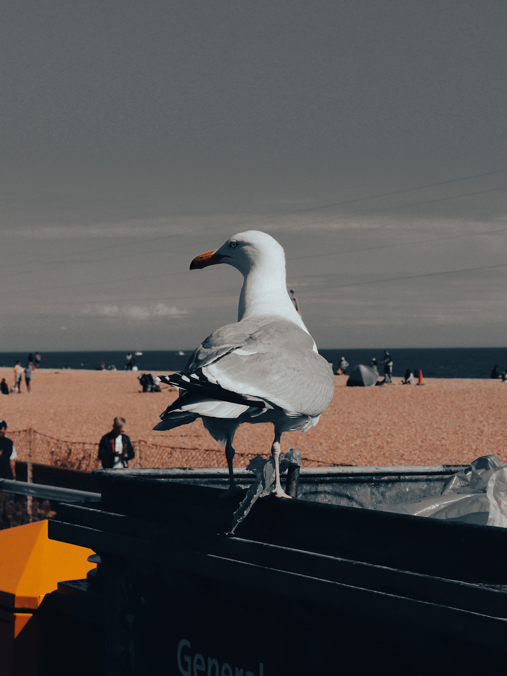 a seagull on a railing