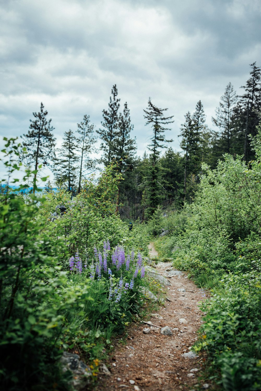 a dirt path through a forest