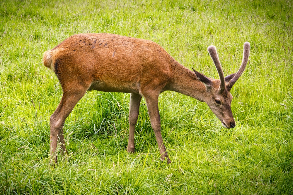 a deer with antlers in a grassy field