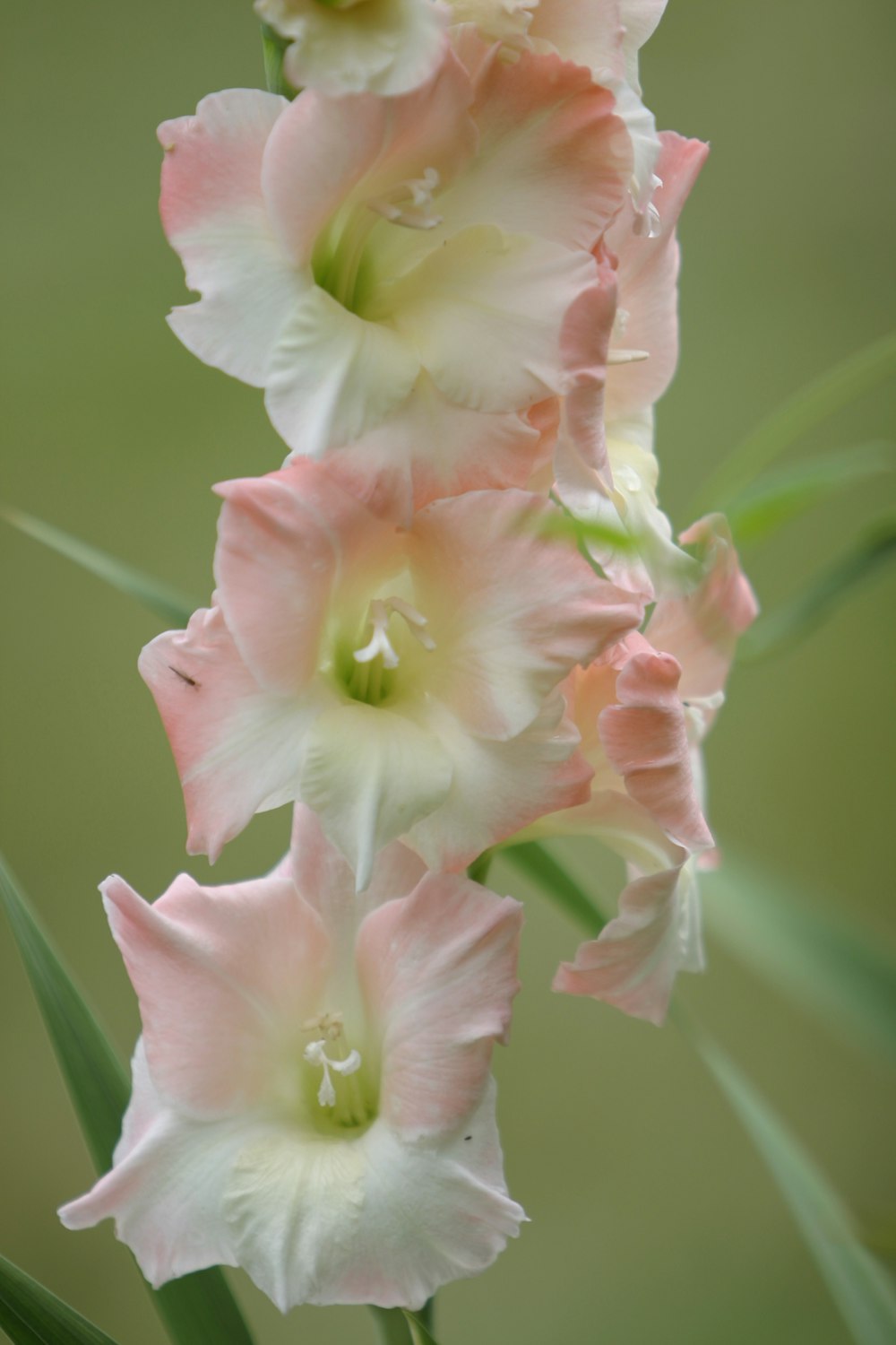 a close up of flowers