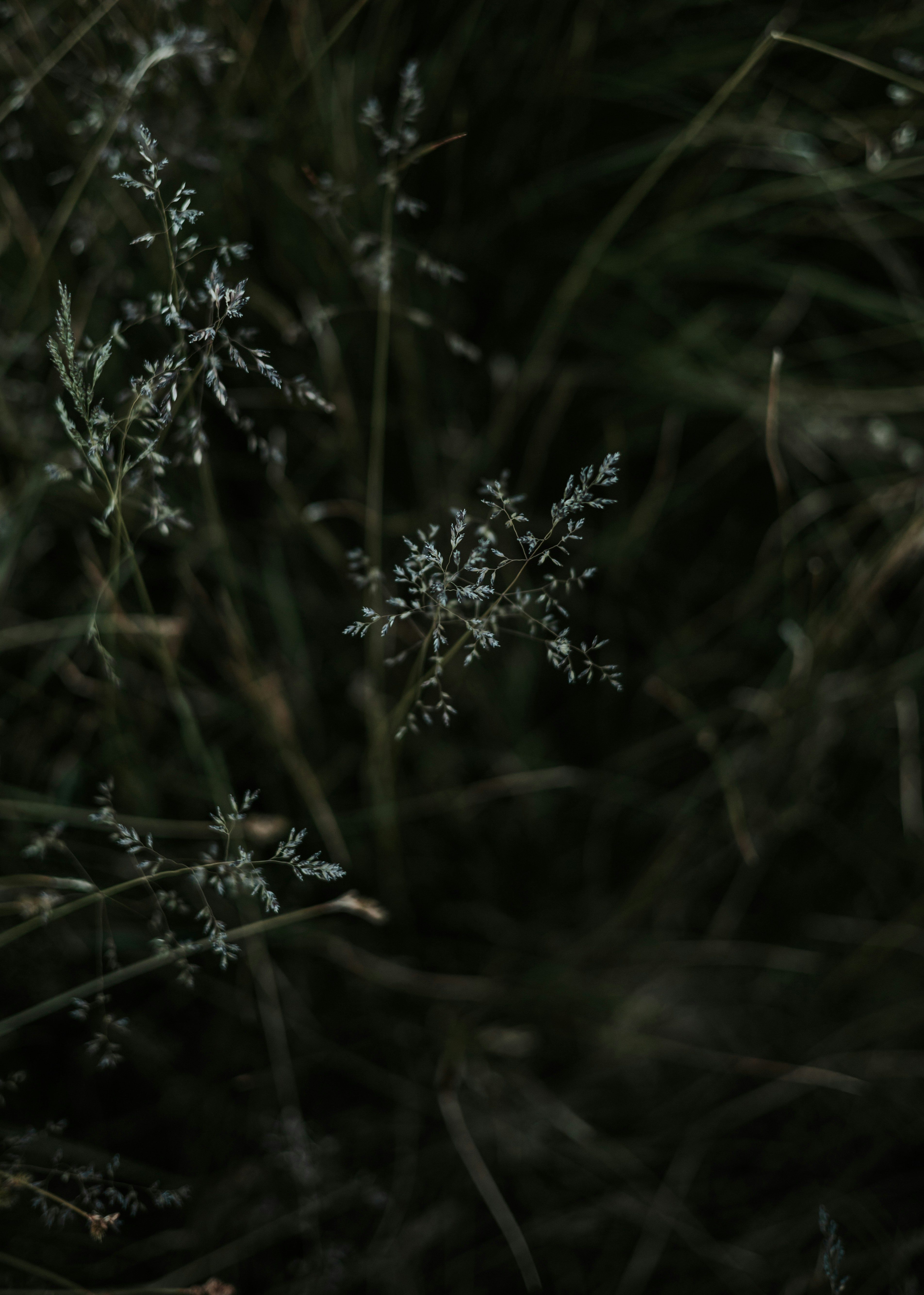 Photo by jeffersonsees