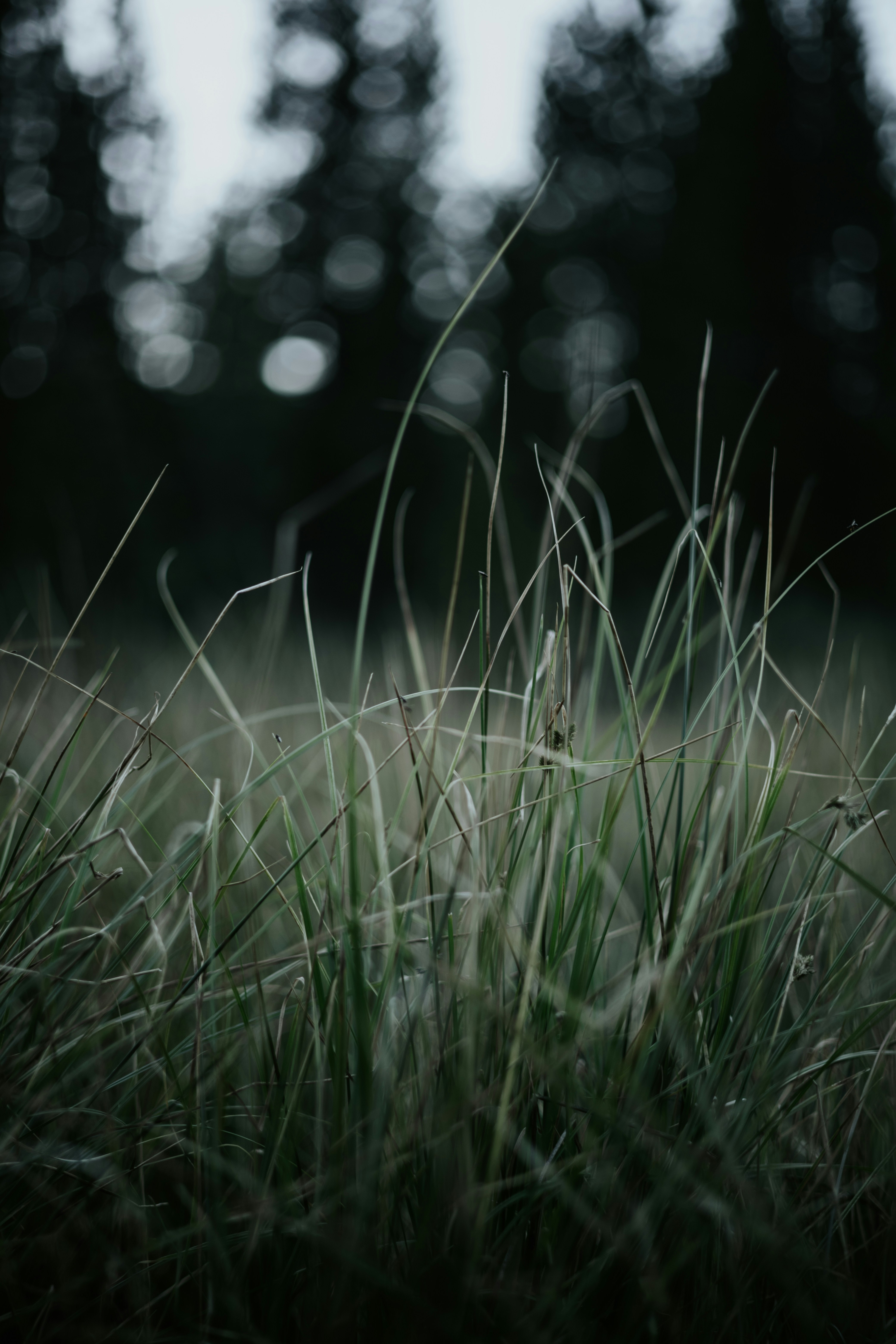 Photo by jeffersonsees