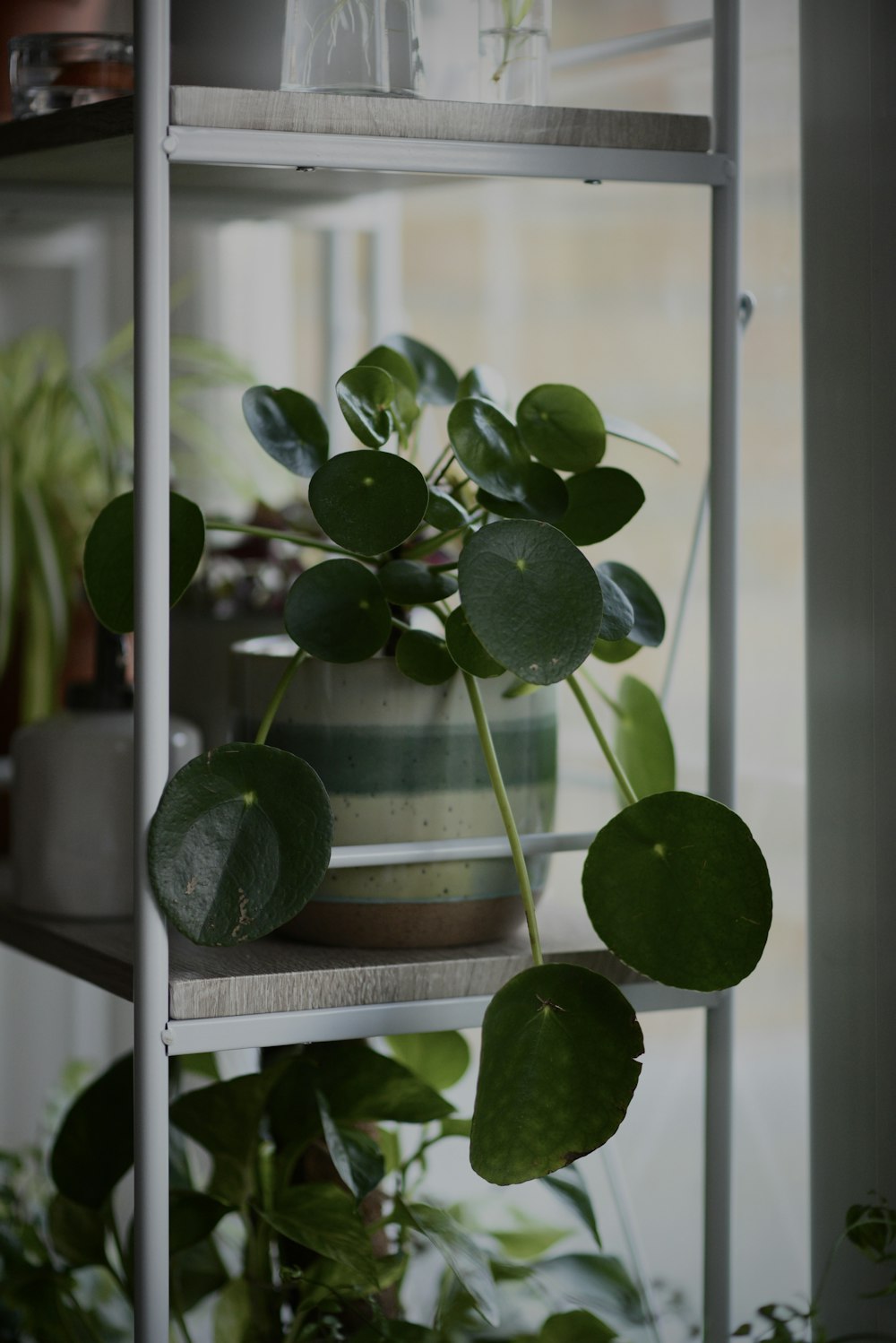 a plant with green leaves