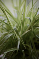 close up of grass