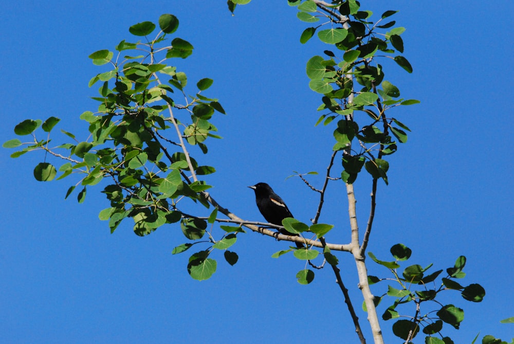 a bird sitting on a tree branch