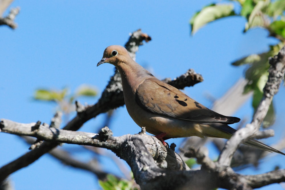 a bird perched on a tree branch