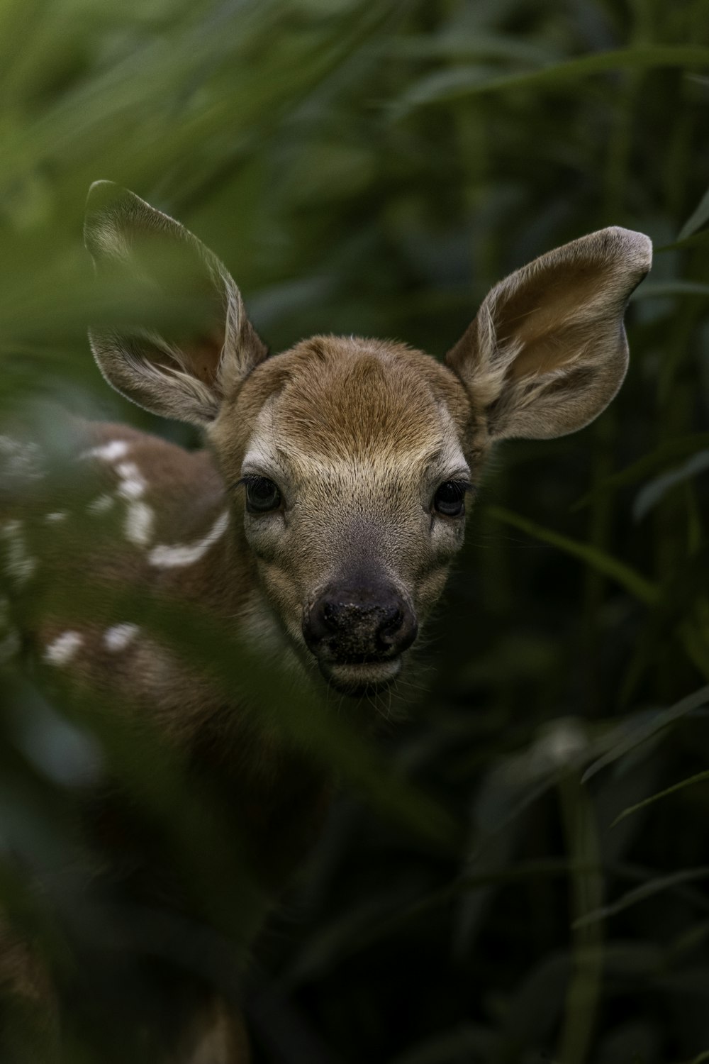 a deer in the woods